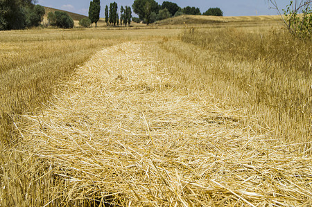 Stubble and straw residues in harvested wheat fields