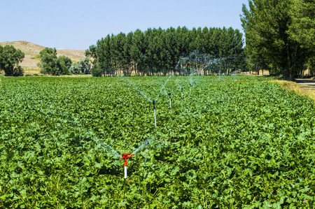 Sugar beet agriculture and irrigation, pictures of sugar beet grown on the fieldの写真素材