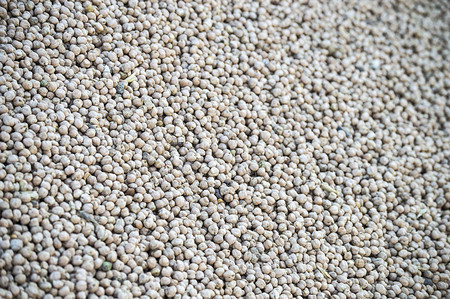 new harvested chickpeas pictures, chickpea products ready to market chickpeas,