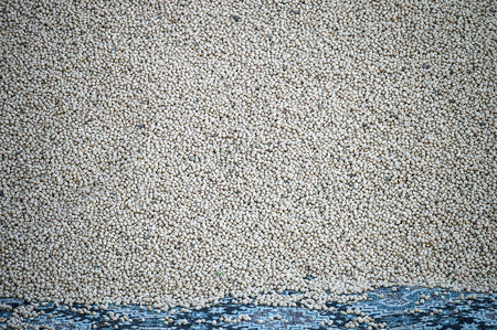 new harvested chickpeas pictures, chickpea products ready to market chickpeas,