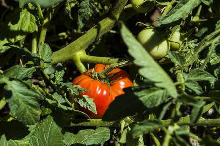 natural organic hobby garden tomatoes, tomato picking, wonderful tomatoes that begun to mature,