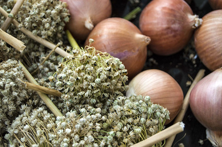onion seeds, dried onions and seeds, seeds to grow dry onions,の写真素材