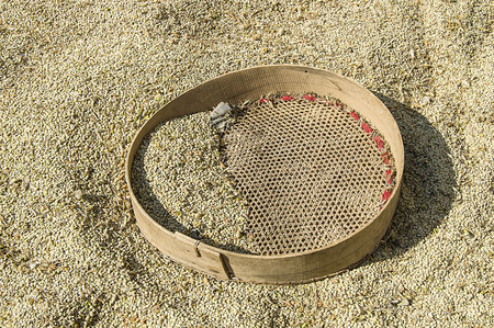 Natural and organic green lentils will be hand-cleaned and packaged ... Sifting for the cleaning of harvested dry lentilsの写真素材