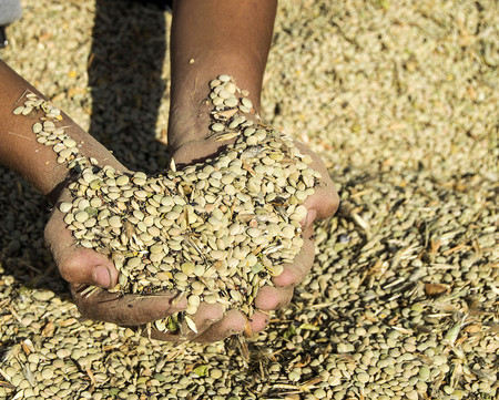 With a green lentil grown by a farmer with loveの写真素材