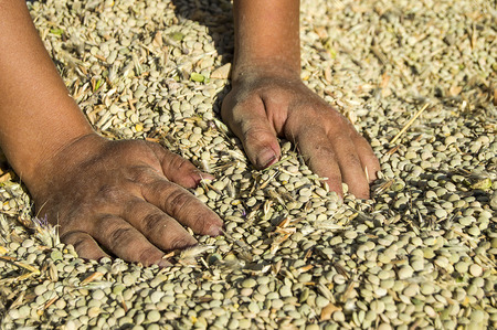 With a green lentil grown by a farmer with loveの写真素材