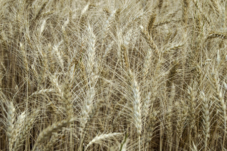 Ripened and dried wheat ears, wheat plant ready to be harvested and harvested,の写真素材