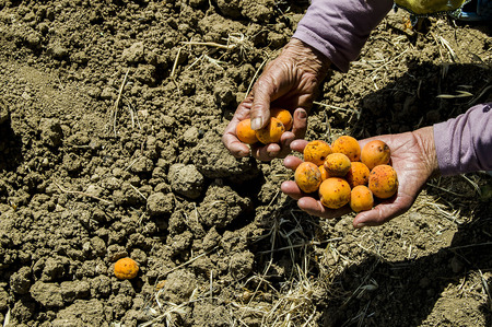 Mature glory in the season and collect the apricot fruitsの写真素材