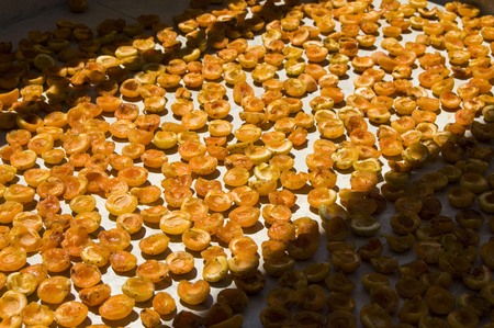 Dried natural and organic apricot fruit dried in the sun, pleasure apricot dry in the process of drying ...の写真素材