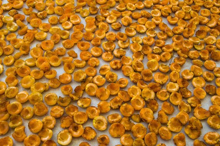 Dried natural and organic apricot fruit dried in the sun, pleasure apricot dry in the process of drying ...の写真素材