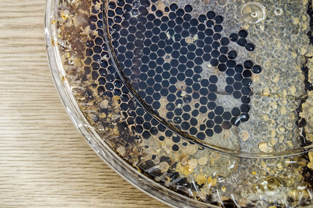 honey in a closed box, natural honey karakovanの写真素材