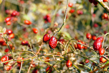 ripe rosehip berriesの写真素材