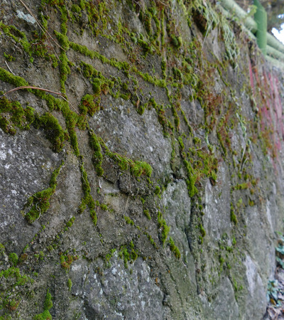 mossy wall face, close upの写真素材