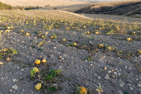 hundreds of pumpkins in the field, pumpkin field,