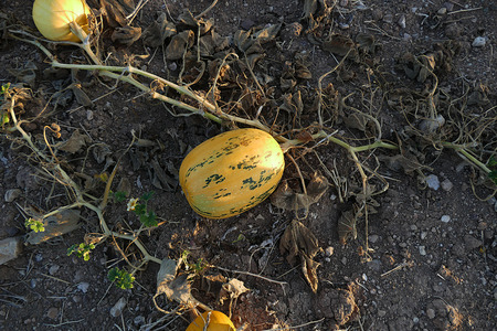 a field of pumpkinsの写真素材