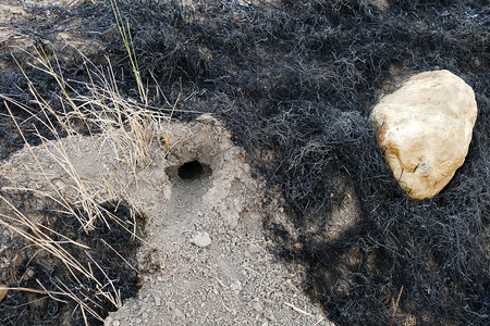 fires and mouse nest in the field natural animal cages reptile animal cages