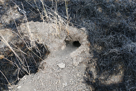 fires and mouse nest in the field natural animal cages reptile animal cages