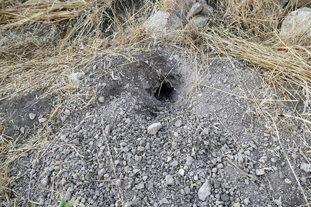 mouse nest on the field, natural animal cages, reptile animal cages,