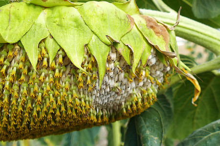 natural organic sunflower and fruit-filled heads,の写真素材