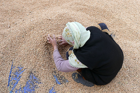 woman doing harvesting of dry chickpeasの写真素材