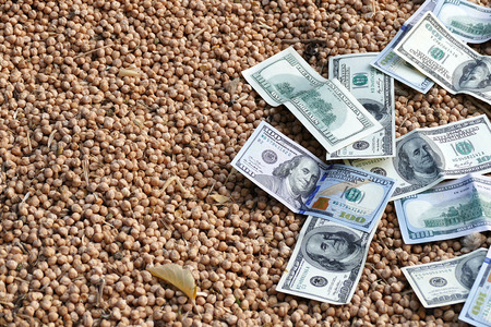 dry chickpeas have over 100 usa dollarsの写真素材