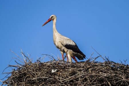 a stork waiting for his wife in the nest, blue sky and a stork nest, natural stork nest,の写真素材