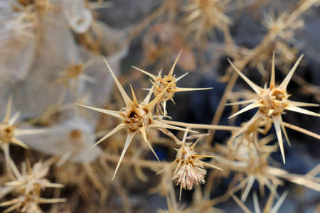 dry thorn, thorn plant, close-up thorn needles,