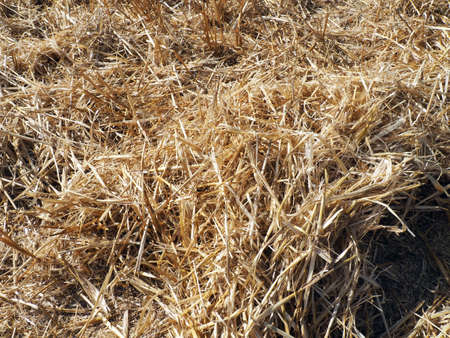 hay in the harvested wheat field, wheat straw and straw in the field, straw in the field,