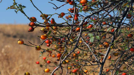 Rosehip fruits ripening on rosehip trees, rosehip fruits in the fall season,