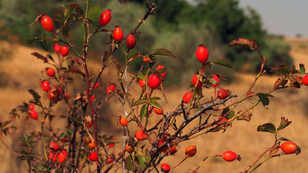 Rosehip fruits ripening on rosehip trees, rosehip fruits in the fall season,の写真素材