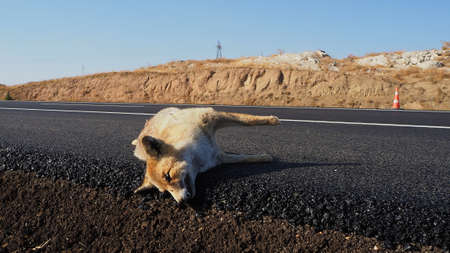 The fox who died as a result of a car crash, the fox who died on the highway,の写真素材