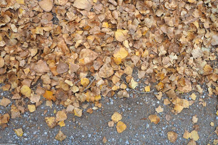 yellowed leaves in autumn, yellowed aspen leaves falling on the road,の写真素材