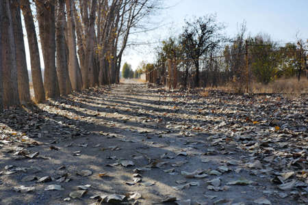 piles of dry leaves in the fall,dry leaves falling on the ground in autumn,