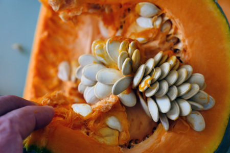 pumpkin seeds, a person holding fresh pumpkin seeds, pumpkin seeds,の写真素材