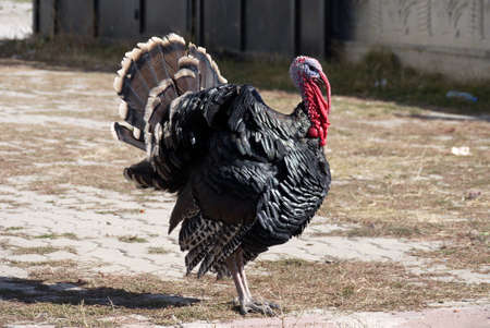 brood turkeys feed and stroll in the garden, large turkeys,の写真素材