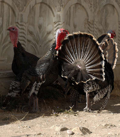 brood turkeys feed and stroll in the garden, large turkeys,の写真素材