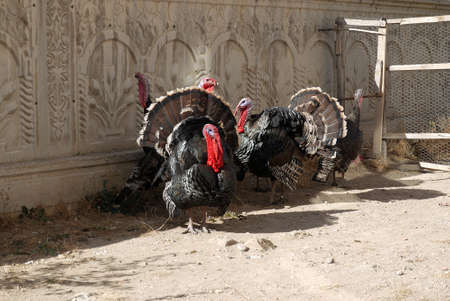 brood turkeys feed and stroll in the garden, large turkeys,の写真素材