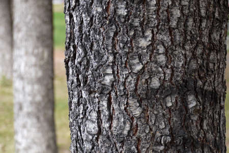 close-up thick pine trees, pine tree bark,