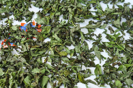 drying mint in summer daylight, dried mint, close-up freshly dried mint