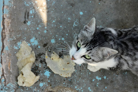 close-up, village cat, stray cat cute, gray white domestic cat, domestic, cute, pet, white, cat, animal, shorthair, feline, young, portrait, gray, fur, adorable, background, british, kitten, furry, looking, purebred, eyes, funny, hair, grey, kitty, isolatedの写真素材