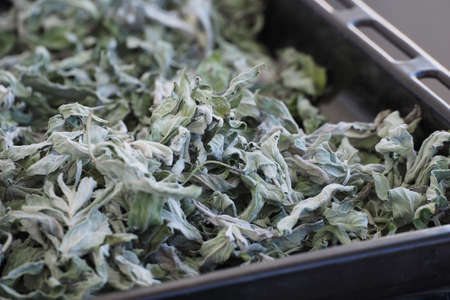 dried wild mint, dried phyllisquine Mentha pulegium herb, aromatic herbs,の写真素材