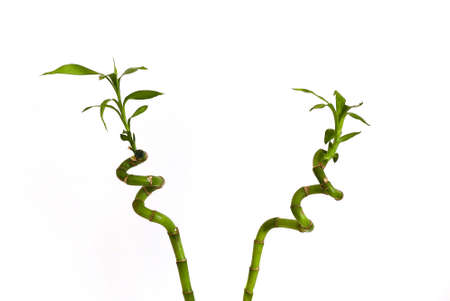 bamboo tree seedling,growing bamboo tree in jar as ornamental plant,bamboo tree close-up at home,の写真素材