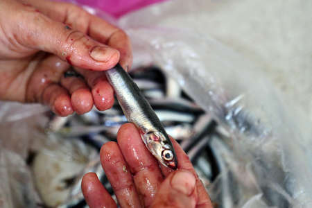 a housewife sorting fish, cleaning fish before cooking, a woman separating fish bones,の写真素材