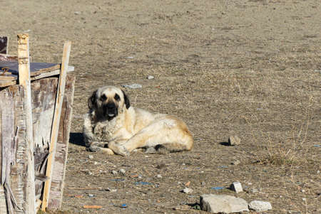 a shepherd dog lies in the wicked shed in front of the house, the dog and the doghouse, a dog in...