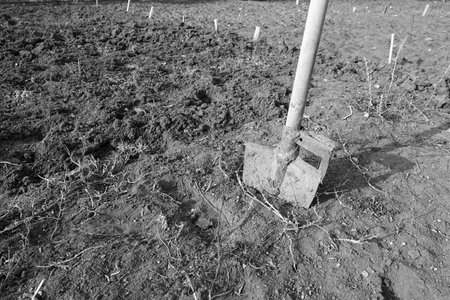 soil preparation for planting in spring, hoeing with a digging shovel,