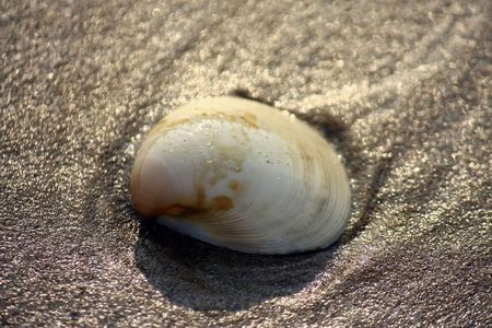 sea shell