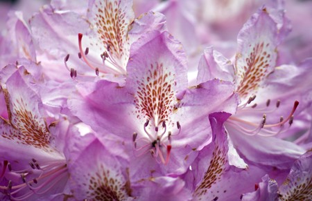 close up blossom of ping rhododendron flowersの写真素材