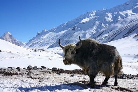 yak in snowy himalayasの写真素材