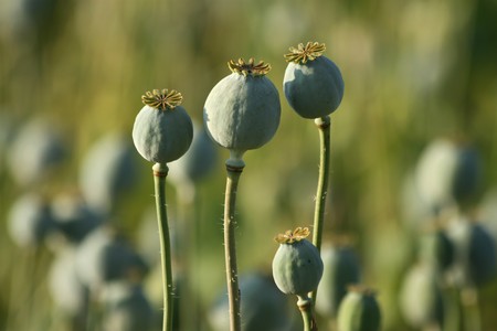 opium poppy  heads in green agriculture fieldの写真素材