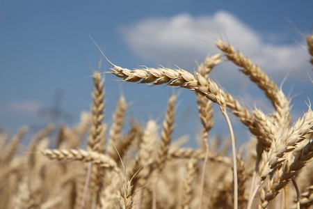 detail of wheat before harvest on fieldの写真素材