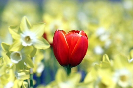 red tulip in forest of yellow narcissusの写真素材